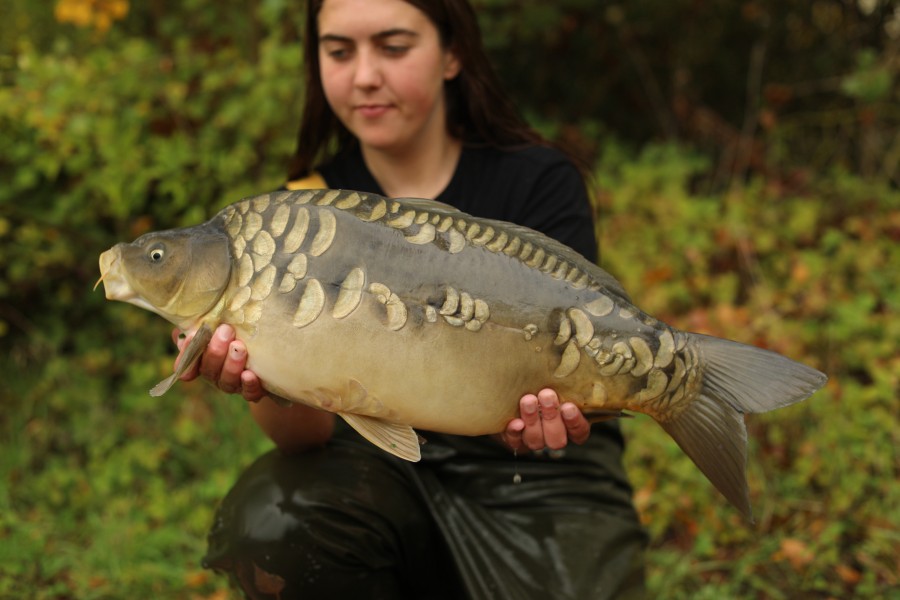 13lb