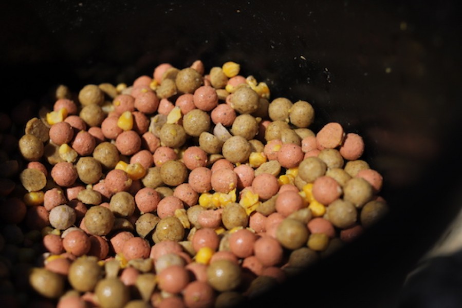 Boilie introduced gradually in the spring yields good results.