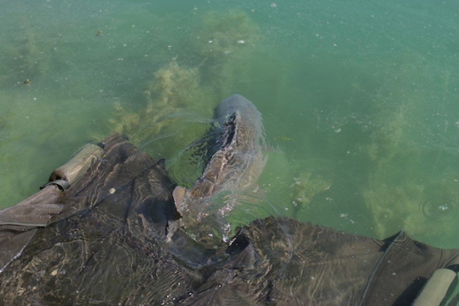 Back to the clear waters of Gigantica.