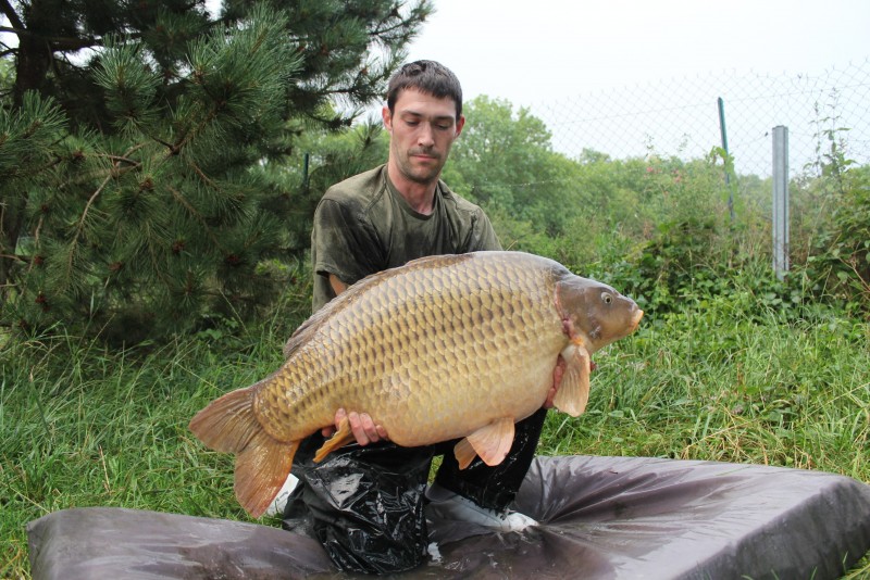 Nick, 44lb common