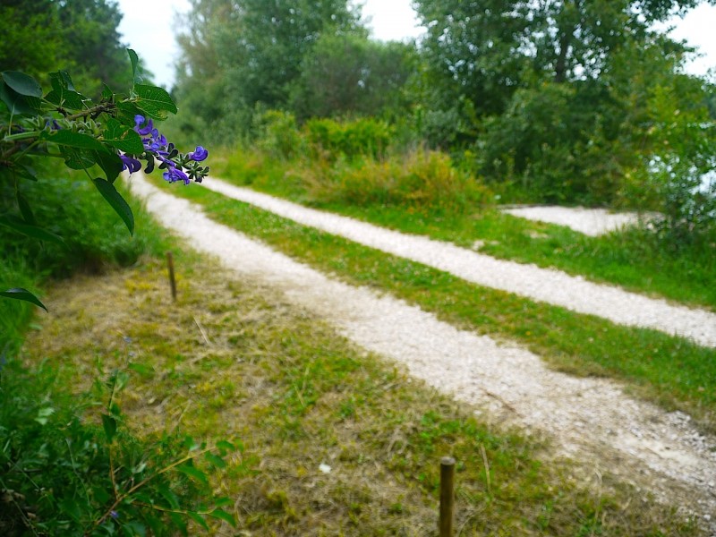 Beautifully strimmed areas with permanent distance sticks behind each swim