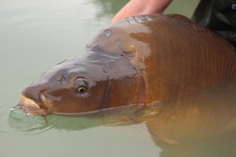 The head of a Gigantica 70lb+ carp