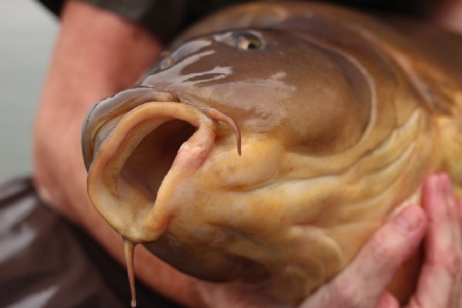 A perfect mouth on a seventy