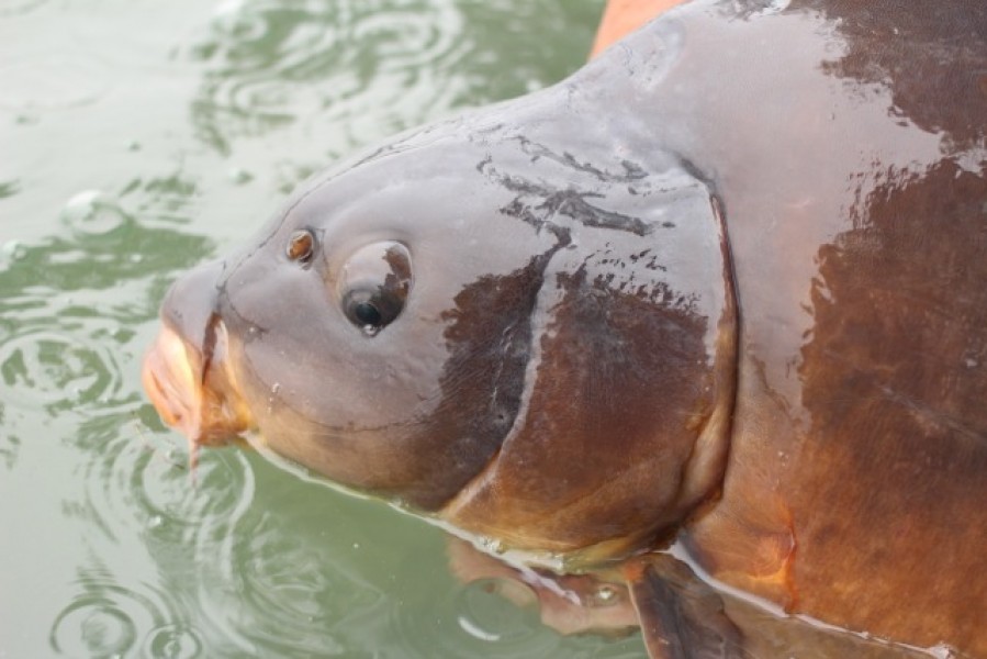 The business end of Roberts Fish