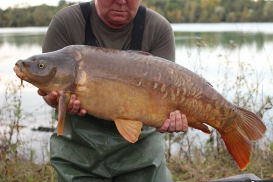 22lb scaly mirror, stocked into the main lake from the stock pond