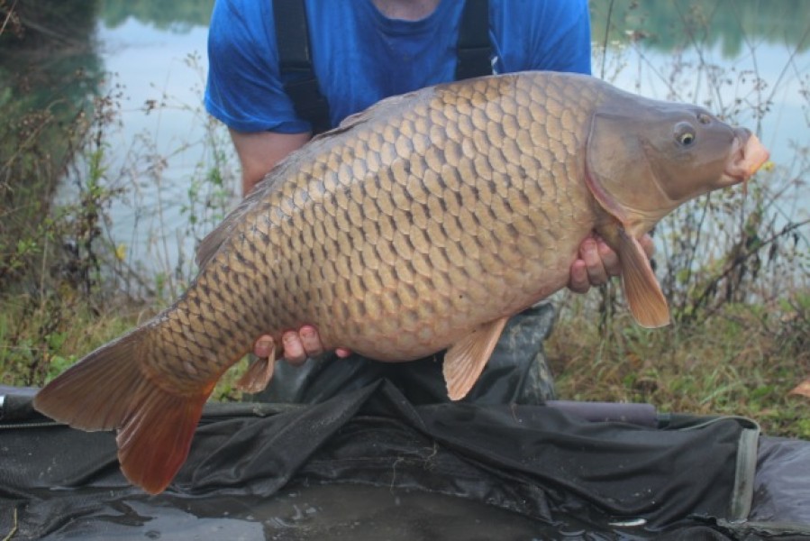 24lb Stock Pond common stocked into the main lake
