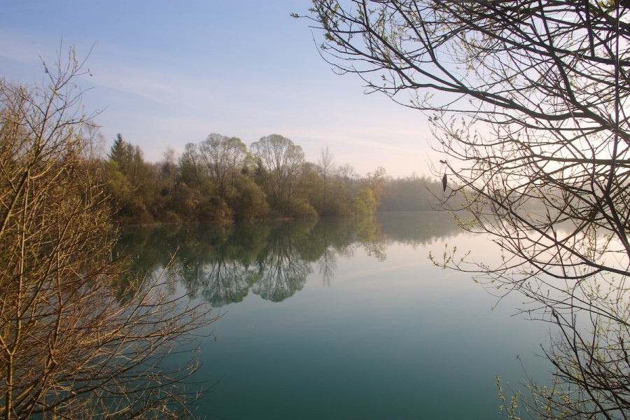 Tree Line after sunrise