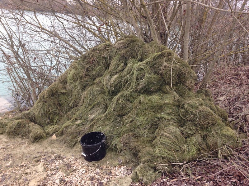 weed that got removed out of The Stock pond swim