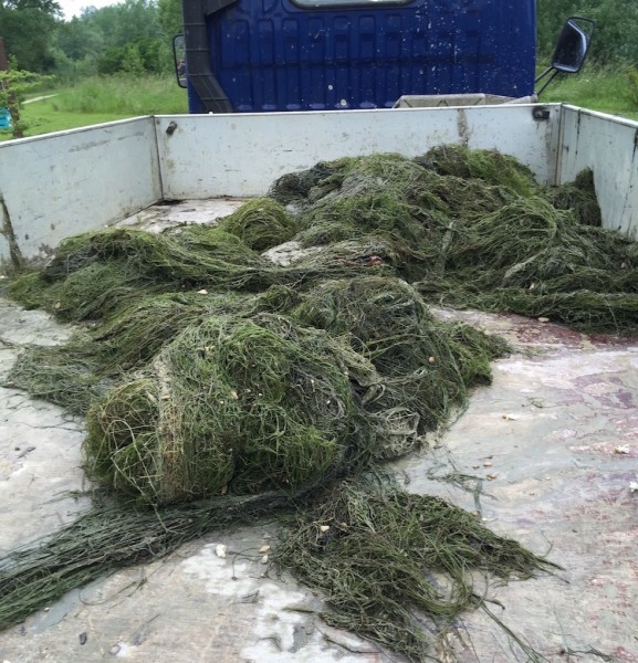 Not that much weed out off Stock pond