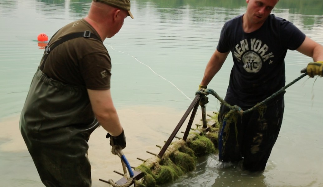 Weed being removed out of Oblivion