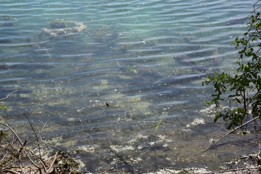 The Main Lake residents spawning in the margin's  09.06.2017