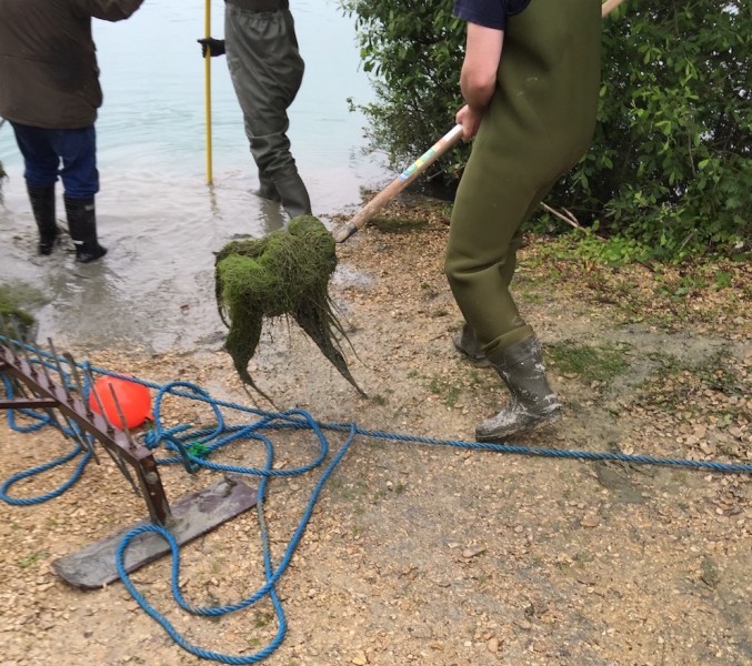 Removing the weed from the Stock pond