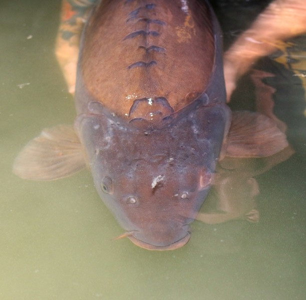 Another Gigantica stunner being released