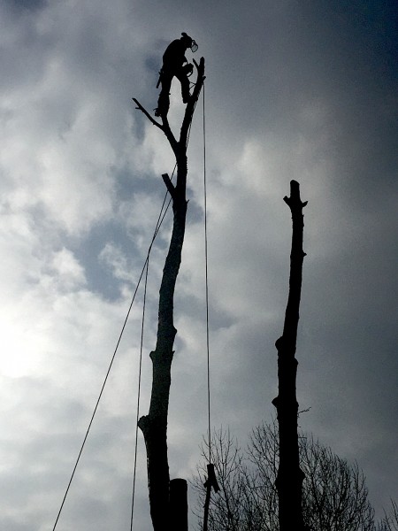 A delicate job, removing the trees from behind the clubhouse.