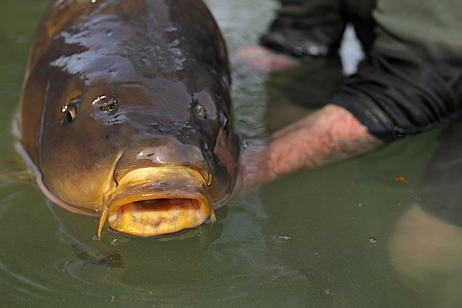 The business end of a Gigantica Superbeast.