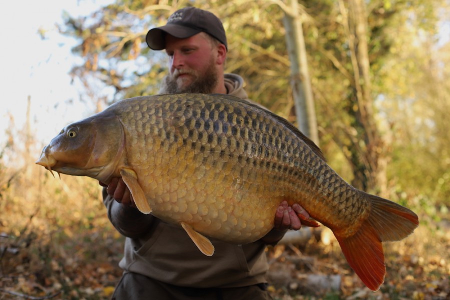 The Koi a Stunning Carp...