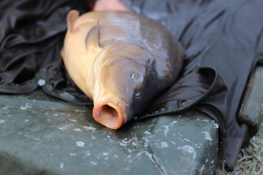 A bit of ice doesn't stop the fish from feeding.