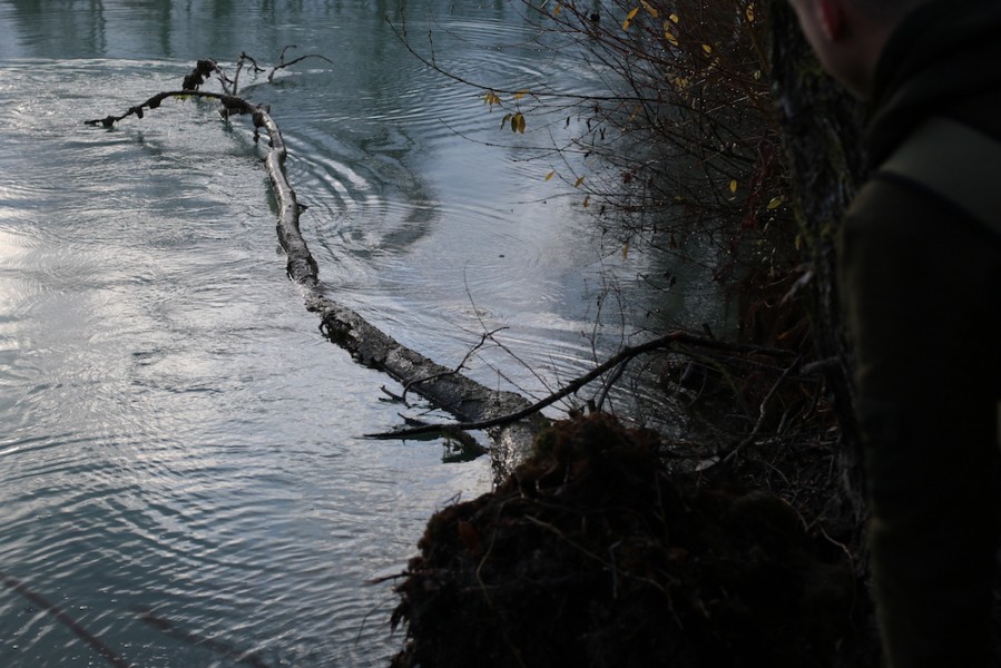 The sunken tree in Treeline is no more.