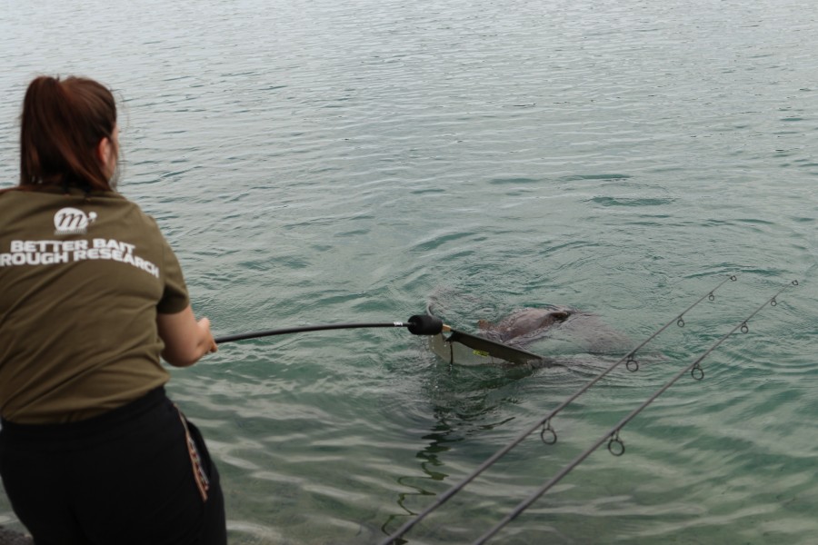 Phoebe on Hand with the net