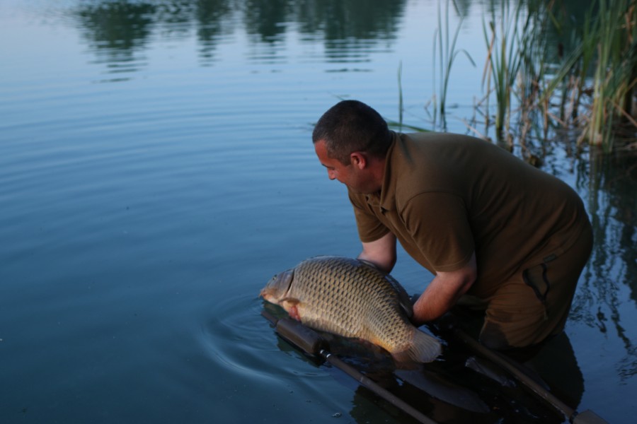 Its lovely to catch them but lovely to watch them slip back ...................