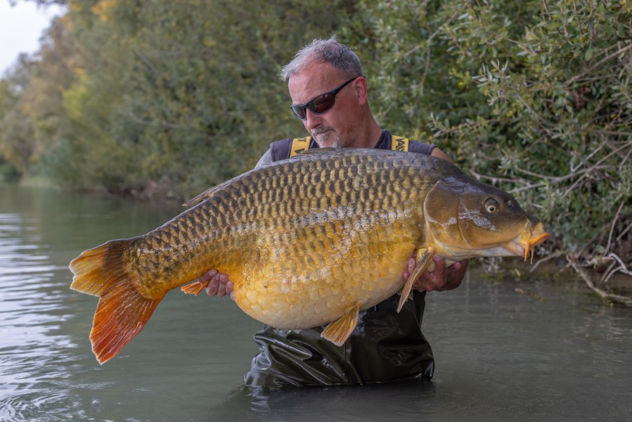 The Koi in all its glory!