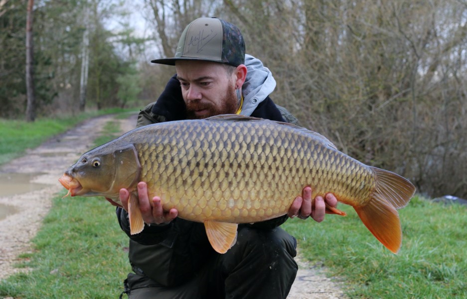 Jay with a stockie common