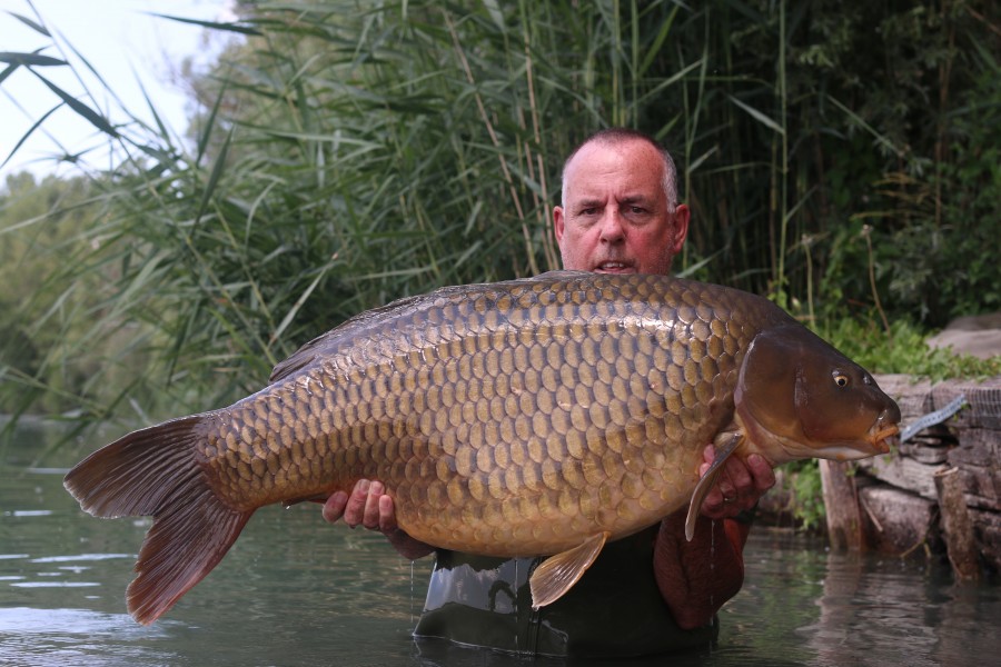 woods common 49lb