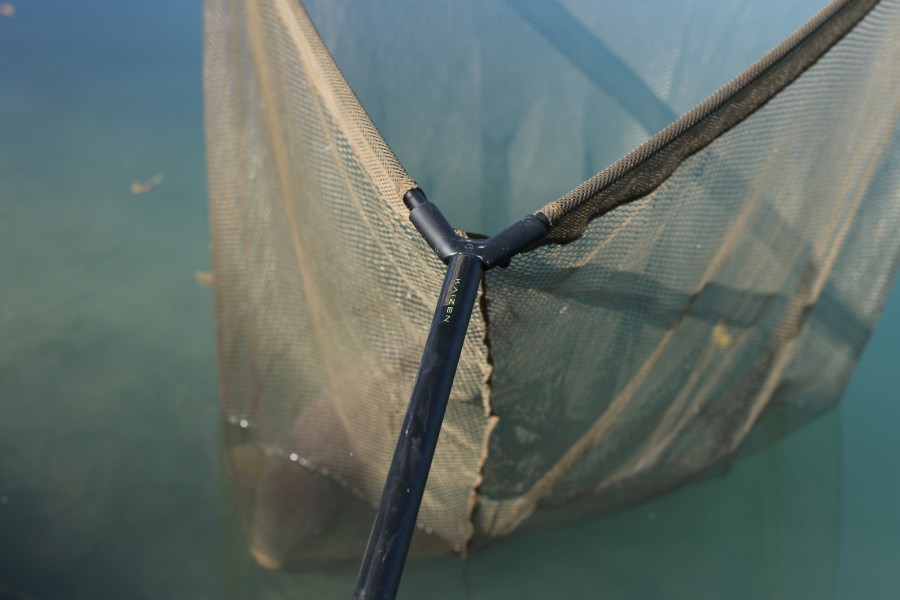 One in the net awaiting it's photo