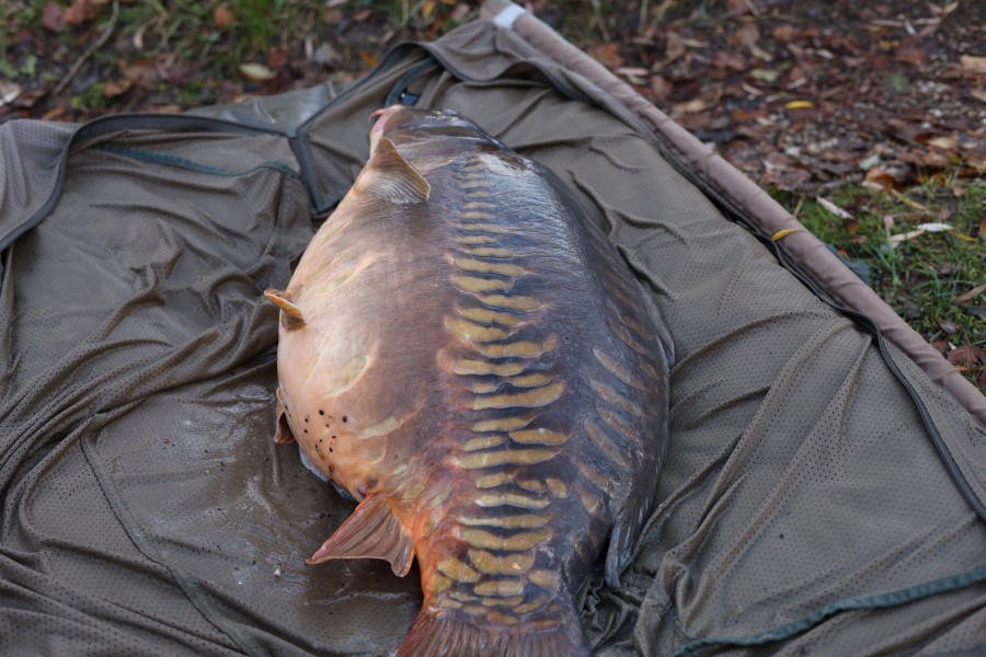 Mega carp!