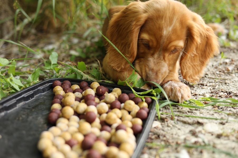 Hugo Checking out Weemans Bait