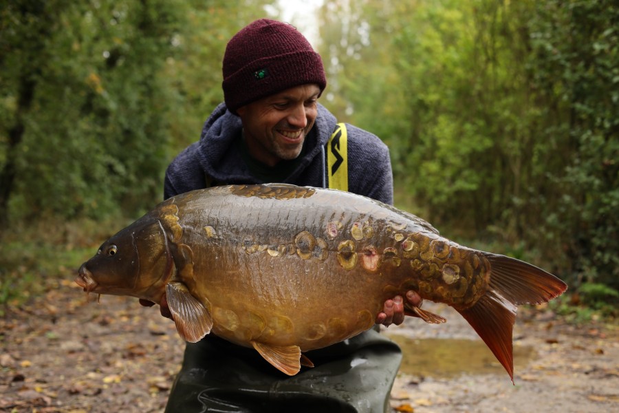 Baby Belle 36lb from Tree Line