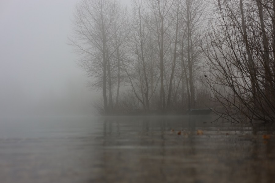 Frosty foggy mornings