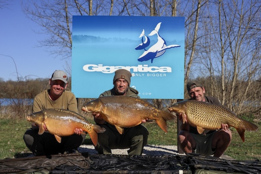 A trio of carp one morning