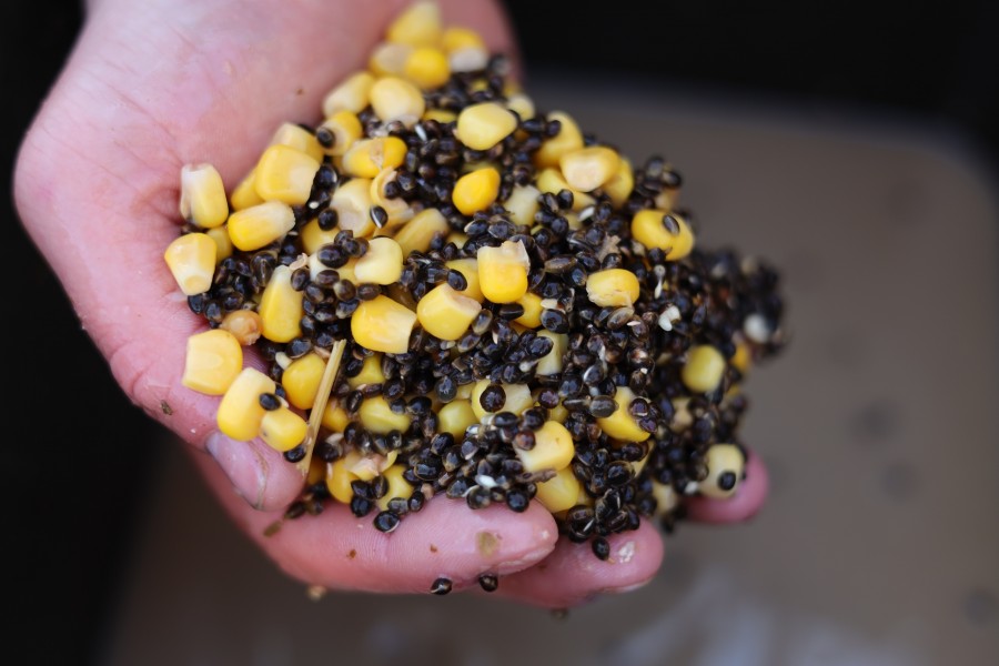 A mix of hemp and corn