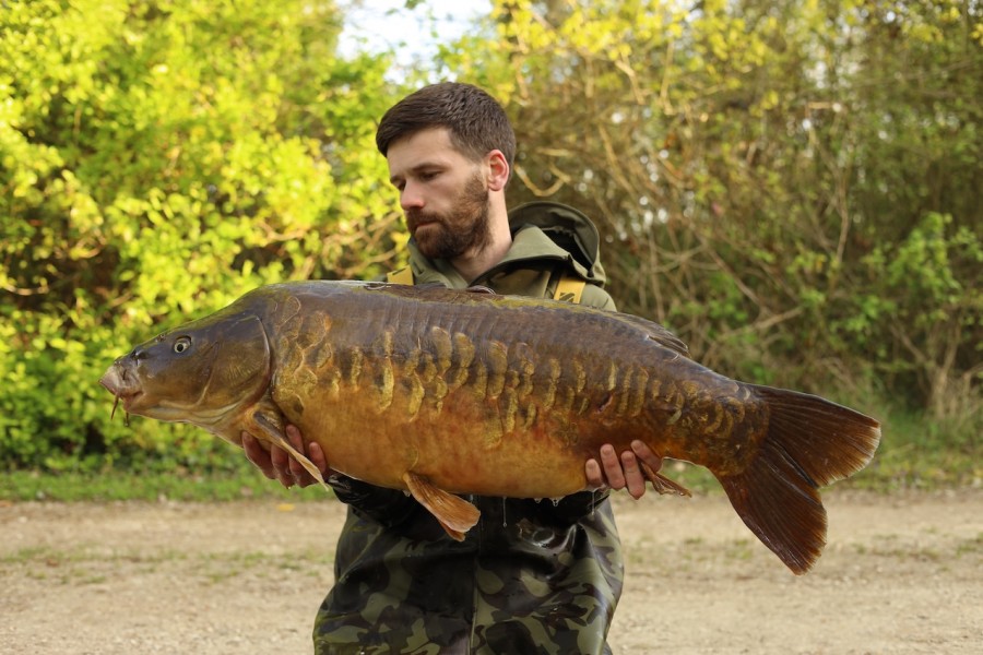 An original Scaley, Two Faces 47lb