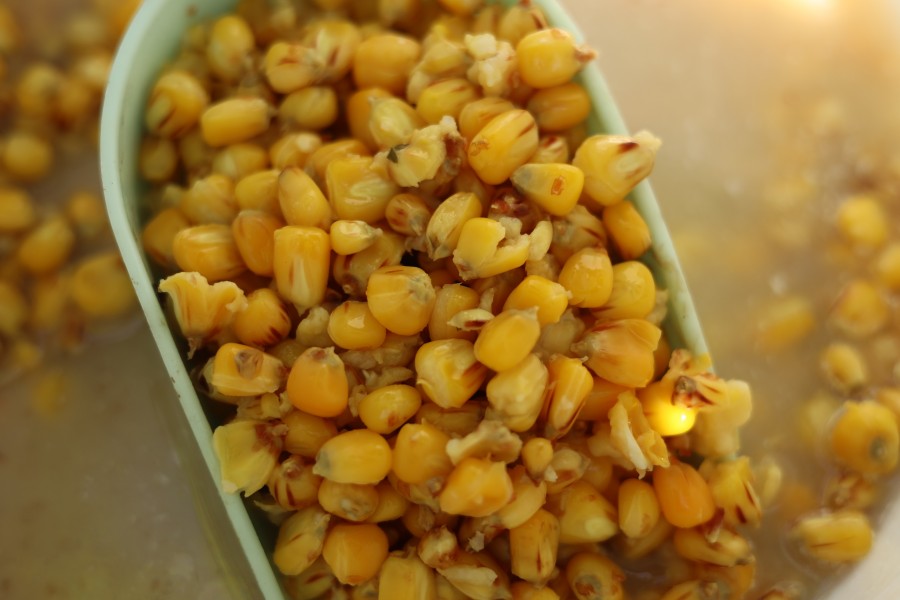 Maize